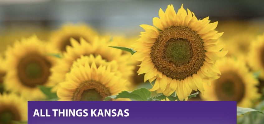 Sunflowers in the background with All Things Kansas text on top