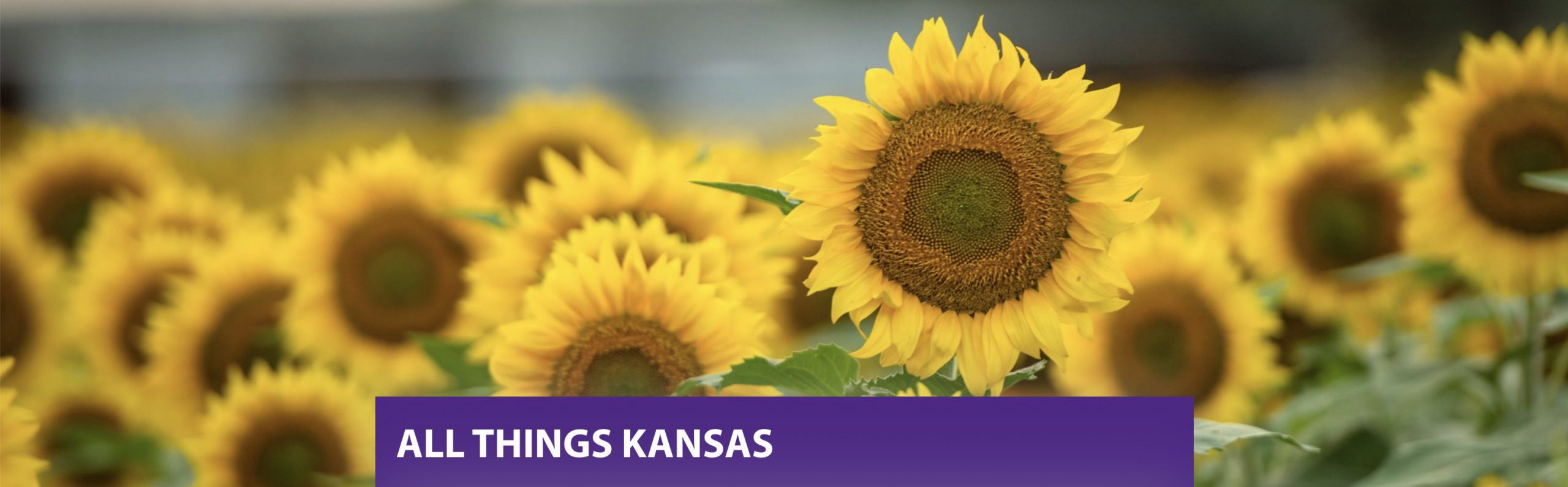 Sunflowers in the background with All Things Kansas text on top